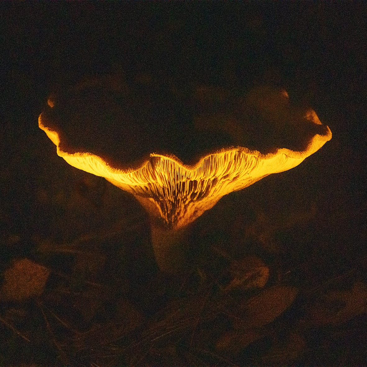 Zen.nl, Zen, meditatie, leren mediteren, foto